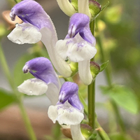Isodon japonicus